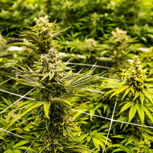 How Does an Enhance Cannabis Measurement